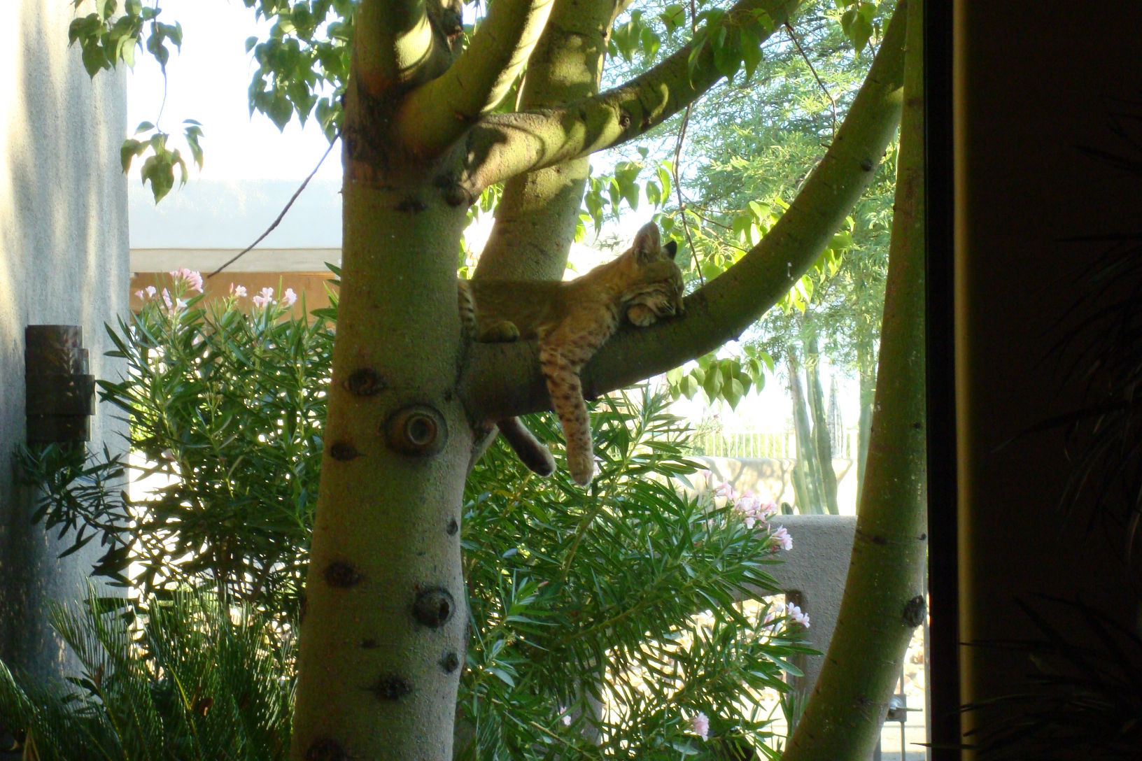 Backyard Bobcats